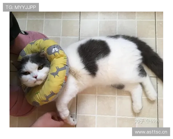 掌敏洁家的猫吃的都比我一个月工资多